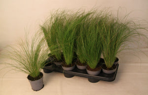 Stipa tenacissima – 10.5cm Pot, Approx. 30cm Tall