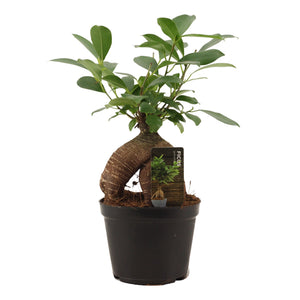 Ficus Ginseng Bonsai – 12cm Pot, 30cm Height