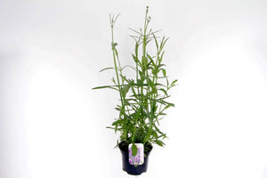 Purpletop Vervain (Verbena bonariensis) – 17cm Pot