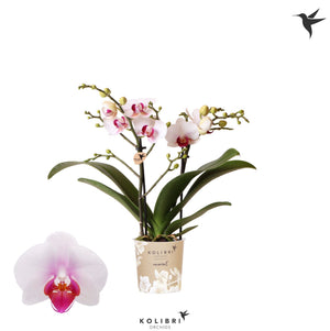White Phalaenopsis Orchid ‘Kolibri Gibraltar’ – 9cm Pot