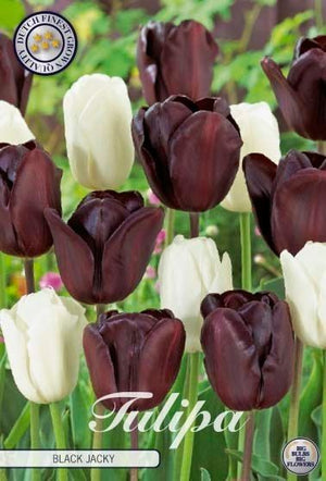 Black Jack Tulip Bulbs (Tulipa) – 12cm Bulb Size