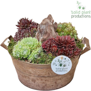 Large Sempervivum Arrangement in Zinc Pot – 22cm