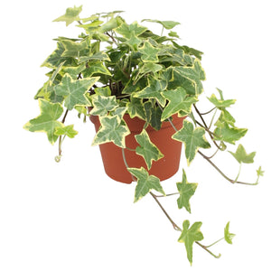 Goldchild Ivy (Hedera helix) – 13cm Pot