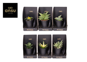 Mixed Sansevieria Collection – 7.5cm Pots