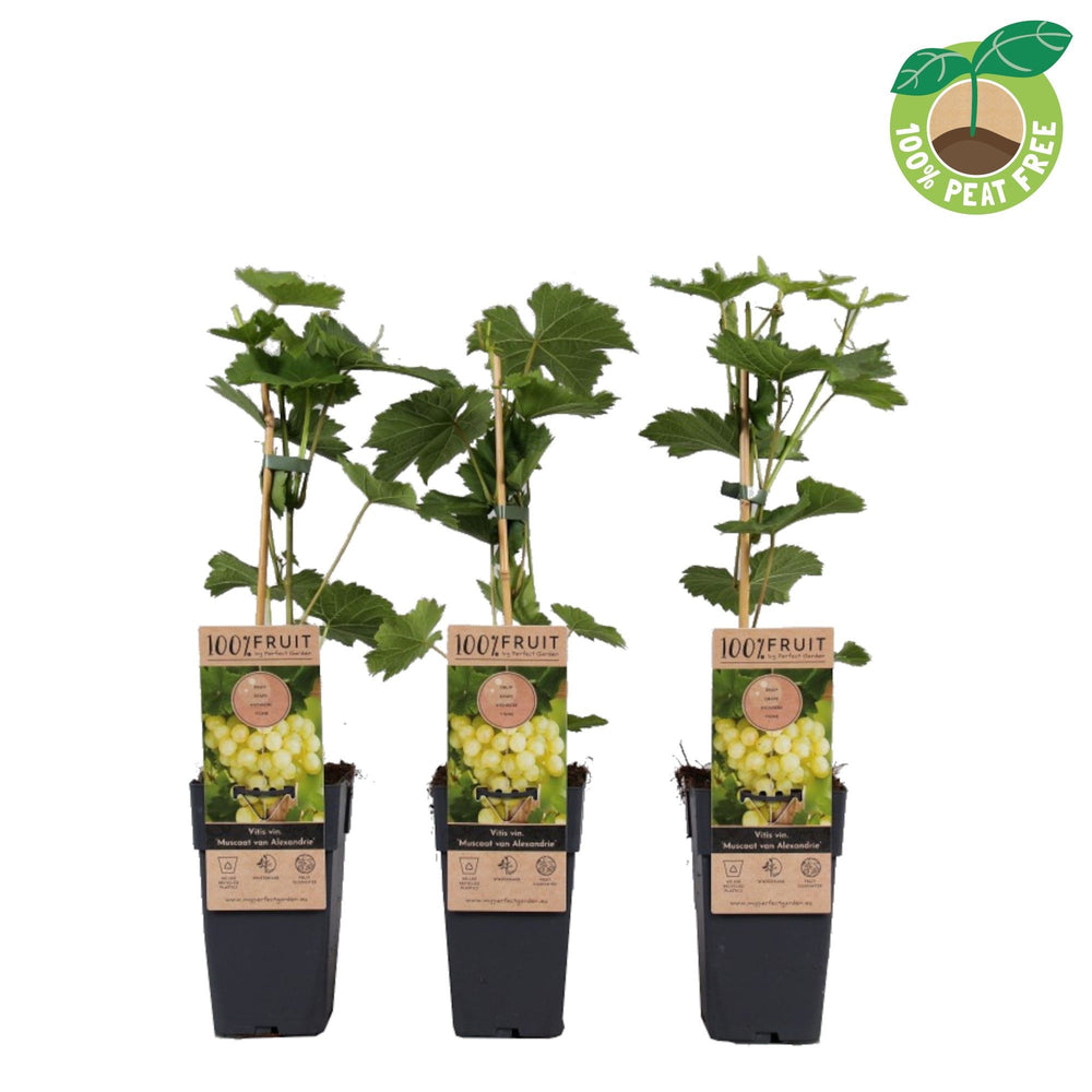 Muscat of Alexandria Grape Vine (Vitis vinifera) – 15cm Pot