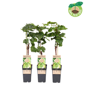 Phoenix Grape Vine (Vitis vinifera) – 15cm Pot