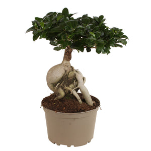 Ficus Ginseng Bonsai – 24cm Ceramic Pot, 50cm High