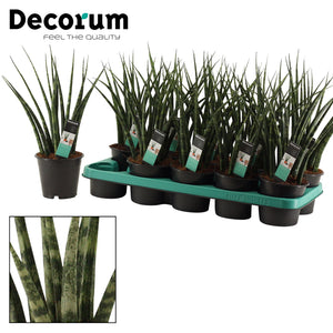 Mikado Snake Plant (Sansevieria) – 12cm Pot