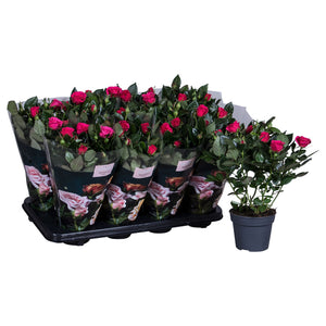 Deep Pink Patio Rose – 13cm Pot