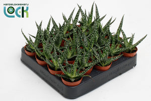 Aloe Vera Plant – 5.5cm Pot, Approx. 10cm High