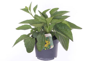 Black-Eyed Susan ‘Goldsturm’ (Rudbeckia fulgida) – 17cm Pot