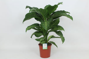 Dieffenbachia ‘Memoria Corsii’ Dumb Cane – 24cm Pot