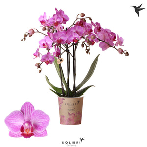Pink Phalaenopsis Orchid – 9cm Pot, 40cm Tall