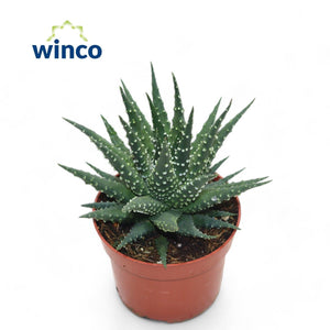 Haworthia Pearl Plant (Haworthia margaritifera) – 10.5cm Pot
