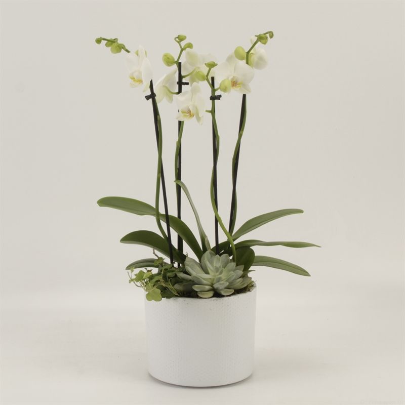 White Phalaenopsis Orchid – 17cm White Ceramic Pot
