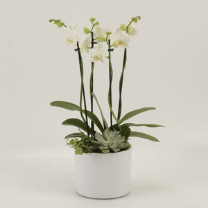 White Phalaenopsis Orchid – 17cm Ceramic Pot