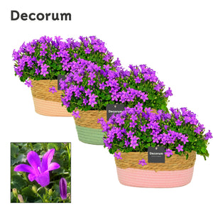 Blue Campanula Portenschlagiana – 27cm Pot
