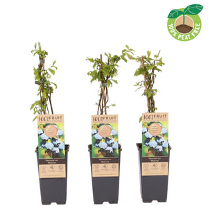 Bluecrop Blueberry Plant (Vaccinium) – 15cm Pot