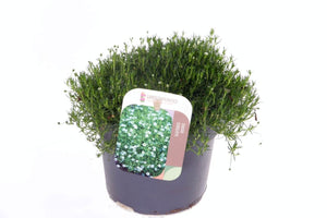 Irish Moss (Sagina subulata) – 13cm Pot