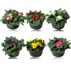 Mixed Primula Patio Bowl – 19cm Pot