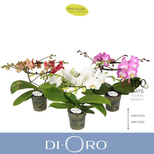 Mixed Phalaenopsis Orchid – 12cm Pot, 50cm Height