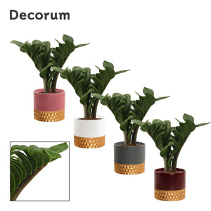 ZZ Plant (Zamioculcas zamiifolia ‘Zenzi’) – 9cm Ceramic Pot