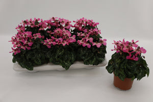 Lilac Persian Cyclamen (Cyclamen persicum) – 13cm Pot