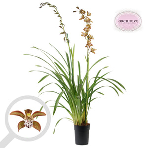 Brown Cymbidium Orchid – 14cm Pot, 85cm Tall