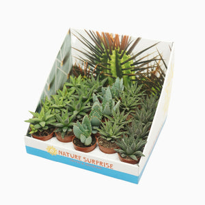 Mixed Aloe and Haworthia Succulent – 5.5cm Pot