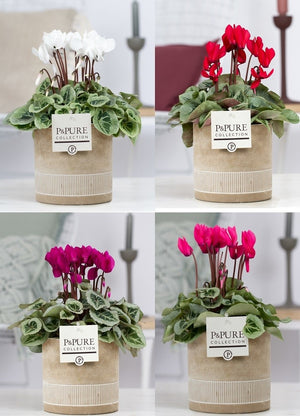 White Small-Flowered Cyclamen persicum – 13cm Pot