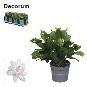 White Schlumbergera Christmas Cactus – 9cm Pot