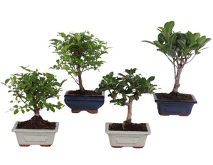 Indoor Bonsai Tree in Ceramic Pot – 12cm