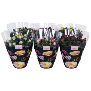 Mixed Patio Rose (Rosa) – 23cm Pot