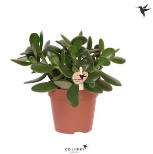Jade Plant (Crassula ovata) – 12cm Pot