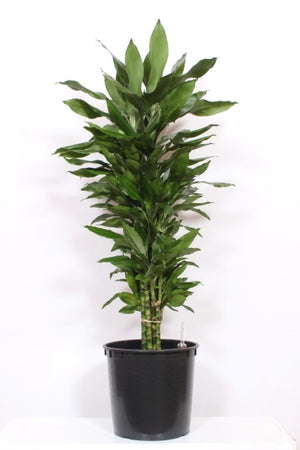 Janet Lind Corn Plant (Dracaena fragrans) – 34cm Pot