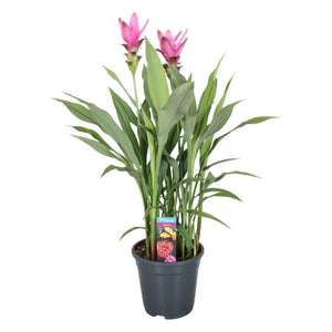 Curcuma Siam Supreme – 19cm Pot, Approx. 80cm Tall