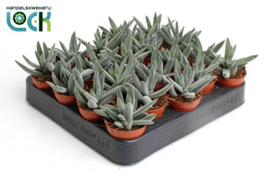 Crassula ‘Silver Spark’ Succulent – 5.5cm Pot