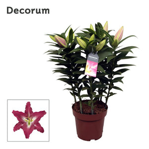 Pink Oriental Lily (Lilium Oriental Group) – 19cm Pot