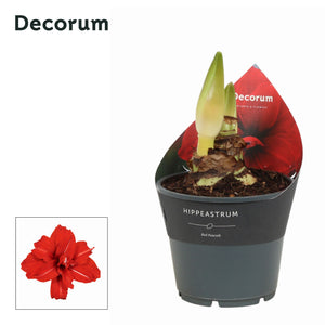 Red Hippeastrum (Amaryllis) – 14cm Pot