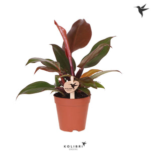 Red-Leaf Philodendron – 9cm Pot, 20cm High