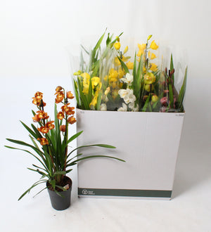 Mixed Cymbidium Orchid – 2 Stems, 14cm Pot