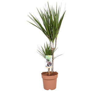 Dragon Tree (Dracaena marginata) – 17cm Pot, 75cm High