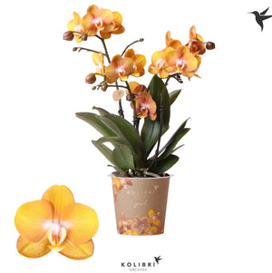 Orange Phalaenopsis Orchid – 3 Stem, 12cm Pot