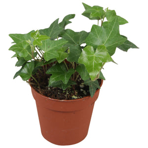 Green English Ivy (Hedera helix) – 9cm Pot