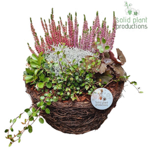 Large Salim Plant Arrangement – 29cm Pot