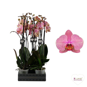 Purple Phalaenopsis Orchid – 12cm Pot, 65cm Tall