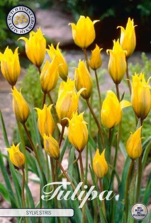 Species Tulip Bulbs (Tulipa sylvestris) – Size 6/7