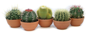 Mixed Cactus Collection – 17cm Terracotta Pot