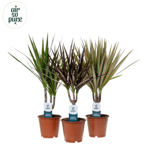 Dracaena marginata Mixed Houseplant – 12cm Pot
