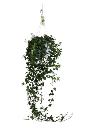 Hedera helix Ivy – 17cm Pot